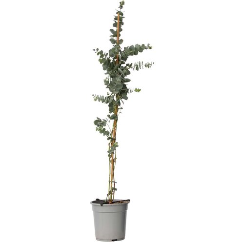 Plant in a Box evkalipt - eucalyptus cinerea &amp;#039;silver dollar&amp;#039; - vi&amp;scaron;ina 100-110cm - ⌀19cm, (21757633) Slike