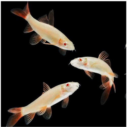 Akvarijum Centar epalzeorhynchos frenatus sp. albino Cene