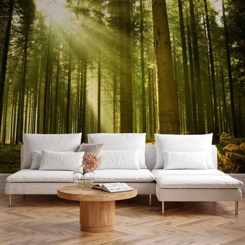  Foto tapeta - Pine forest &ndash; dense woodland in morning sunlight 100x70 Cijene