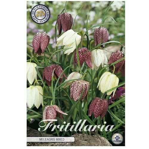  Cvjetne lukovice Fritillaria Meleagris mix (Mje&amp;scaron;ane boje, Botanički opis: Fritillaria) Slike