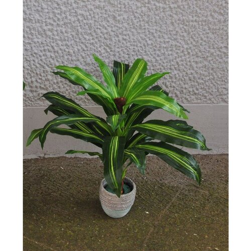 Lilium dracena fragrans 65*65cm, bez saksije,WNT137656 Cene
