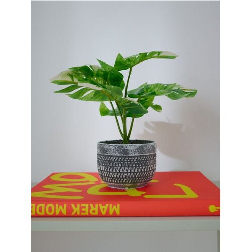 Sinsay Ukrasna biljka u loncu &amp;ndash; monstera Slike