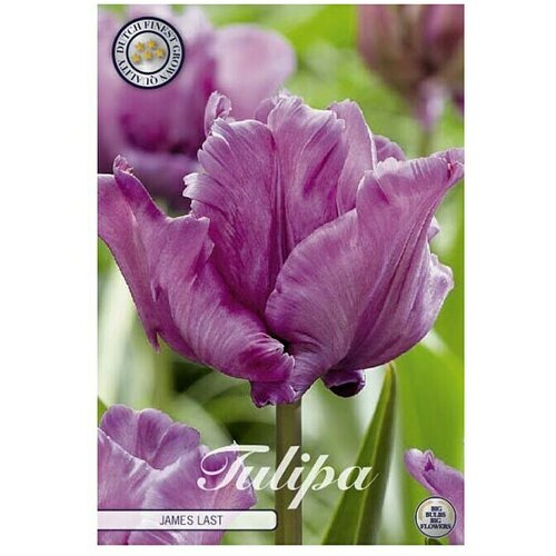  Cvjetne lukovice Tulipan Parrot James Last (Botanički opis: Tulipa, Ljubičasta) Cijene