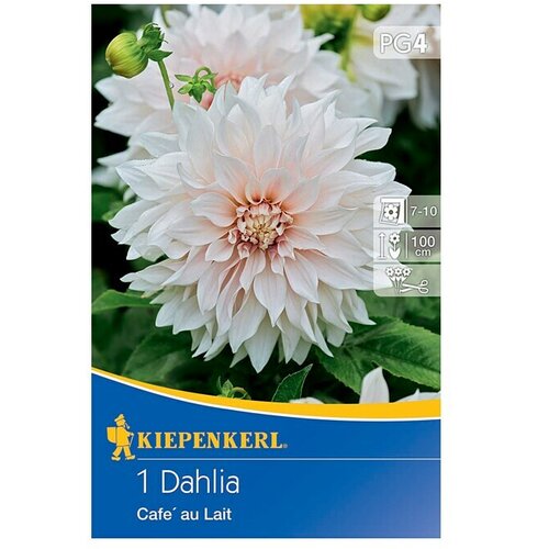 KIEPENKERL Lukovice jesenskog cvijeća (Dalija 'Café au Lait', 1 Kom.) Cijene