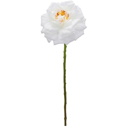 Mömax Vrtnica Rose Ii -Paz- Cene