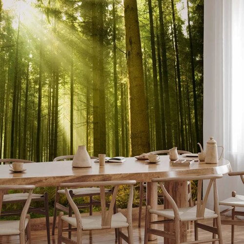  Foto tapeta - Pine forest &amp;ndash; dense woodland in morning sunlight 100x70 Slike