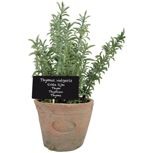 Esschert Design Umjetna biljka (visina 21,5 cm) Thyme &amp;ndash; Slike