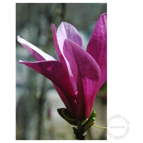 grmlje listovi magnolia soul. nigra 40/60 Slike