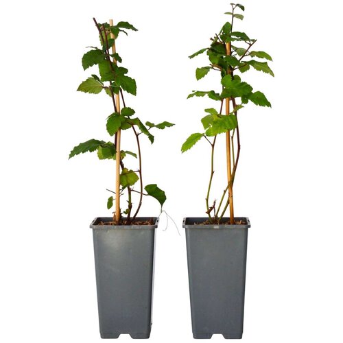 Plant in a Box navadna robida - 2 kos - rubus fruticosus &amp;#039;thornfree&amp;#039; - vi&amp;scaron;ina 50-60cm - ⌀15cm, (21757506) Slike