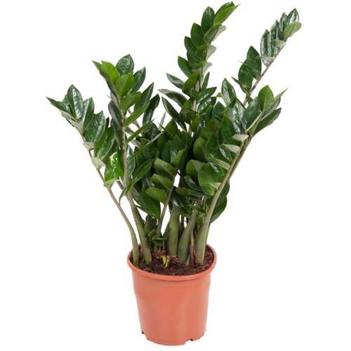 Plant in a Box zamija - zamioculcas emerald - višina 70-80cm - ⌀21cm, (21758169) Cene