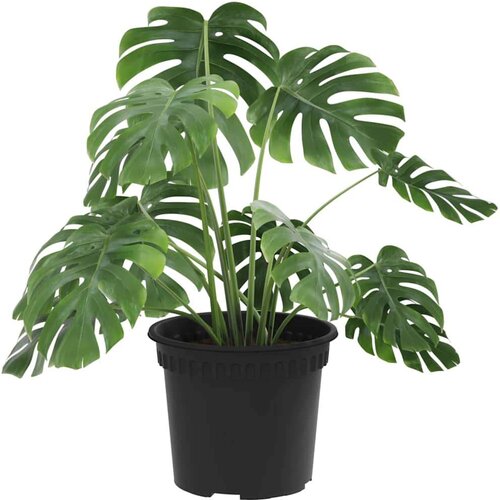  Okrugla saksija za cveće 24 pcs Crna &amp;Oslash; 12 5 x 10 cm Plastika - Crna &amp;Oslash; 12 5 x 10 cm 24 Slike