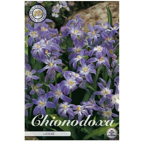  Lukovice proljetnog cvijeća Chionodoxa Luciliae (Ljubičasta, Botanički opis: Chionodoxa, 1 Kom.) Cijene