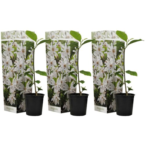 Plant in a Box magnolija - 3 kos - magnolia &amp;#039;stellata&amp;#039; - vi&amp;scaron;ina 25-40cm - ⌀9cm, (21757433) Slike