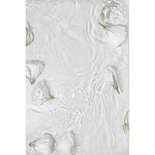 Venture Home poster White Roses 21 &amp;times; 30 cm, bijeli Slike
