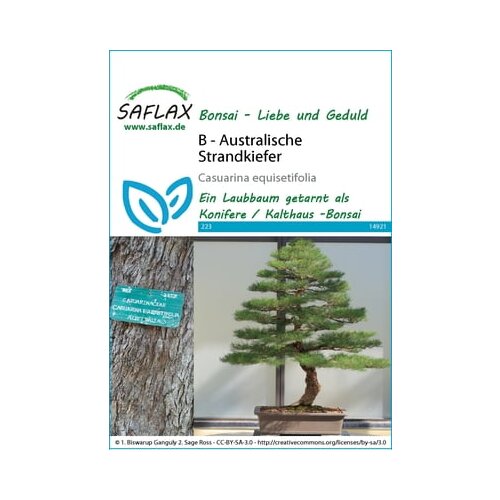 Saflax Bonsai - avstralski obmorski bor Cene