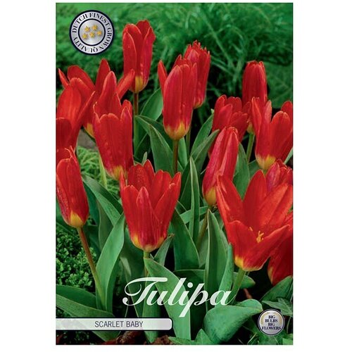  Cvjetne lukovice Tulipan Scarlet Baby (crvene boje, Botanički opis: Tulipa) Slike