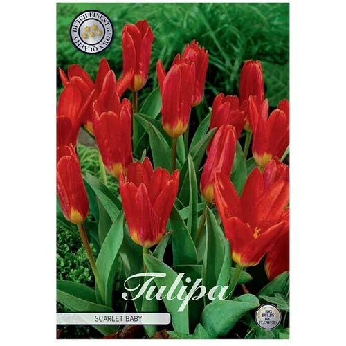  cvjetne lukovice Tulipan Scarlet Baby (crvene boje, Botanički opis: Tulipa)