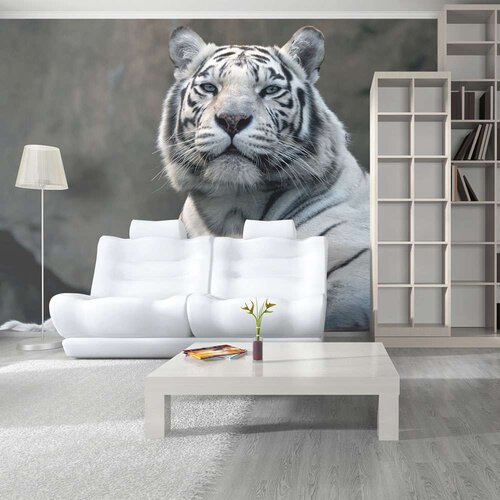  Tapeta - Bengali tiger in zoo 200x154 Cijene