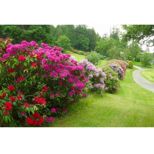 rhododendron mix - c4 l - 30/40 cm Slike
