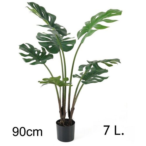 Lilium filadendron 90cm, 7 listova,567268 Cene