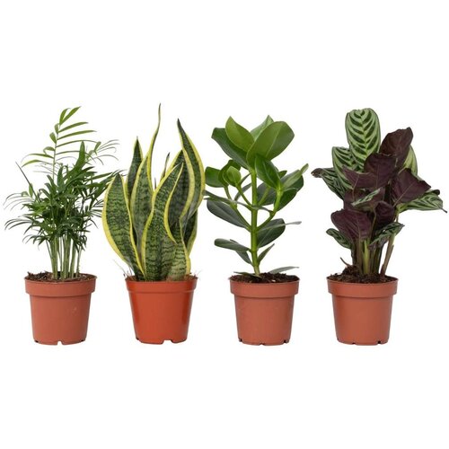 Plant in a Box Enostavna mešanica za nego - 4 kos - Višina 25-40cm - ⌀12cm, (21757987) Cene