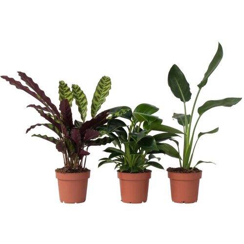 Plant in a Box zelena mešanica - 3 kos - višina 25-40cm - ⌀12cm, (21757953) Cene