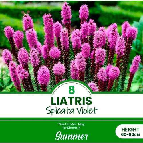 Royal De Ree Lukovica Kraljevski klas, liatris - Liatris Spicata Violet 8/1 Cene