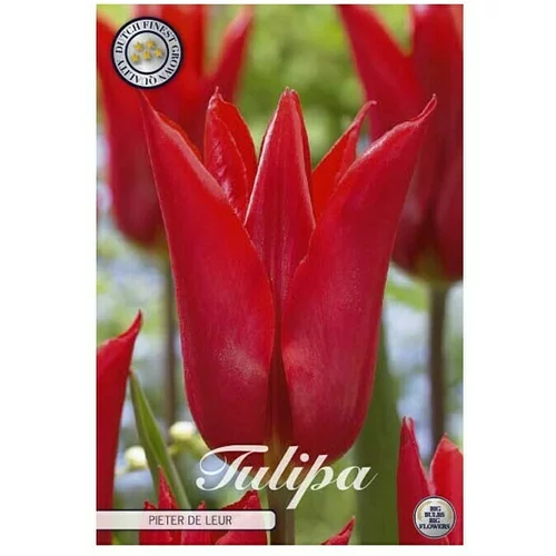  cvjetne lukovice Tulipan Lilyflowering Pieter de Leur (Crvena, Botanički opis: Tulipa)