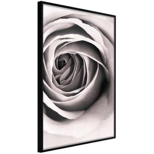  Poster - Structure of Petals 20x30 Cene