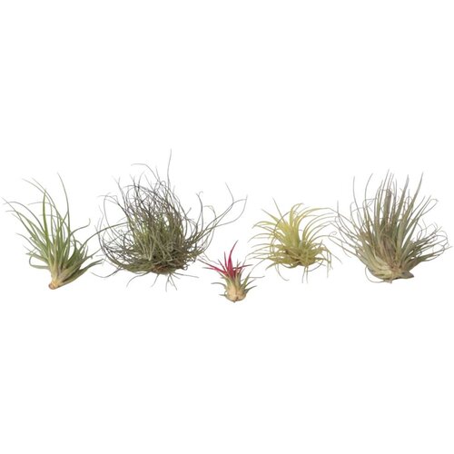 Plant in a Box tilancija - 6 kos - tillandsia - višina 5-15cm - ⌀5cm, (21758215) Cene