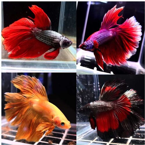 Akvarijum Centar Betta delta tail Cene