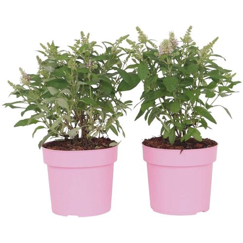 Plant in a Box davidov metuljnik - 2 kos - buddleja davidii 'candy' - višina 30-40cm - ⌀19cm, (21757749) Cene
