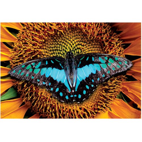  250 KOM COLORFUL NATURE 2 BUTTERFLY INTERDRUK Slike