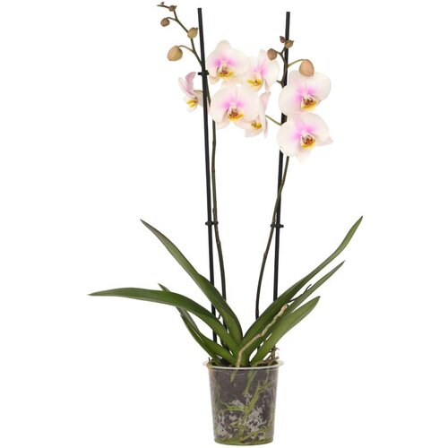 Plant in a Box falenopsis - phalaenopsis - višina 50-60cm - ⌀12cm, (21758210) Cene