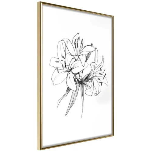  Poster - Sketch of Lillies 20x30