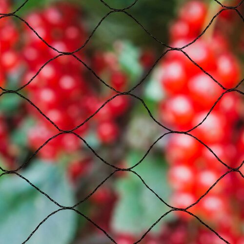Nature mreža proti pticam primo 10x4 m črne barve Slike