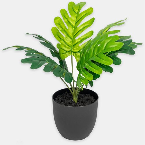 Sinsay Dekorativna biljka tipa monstera u posudi Slike