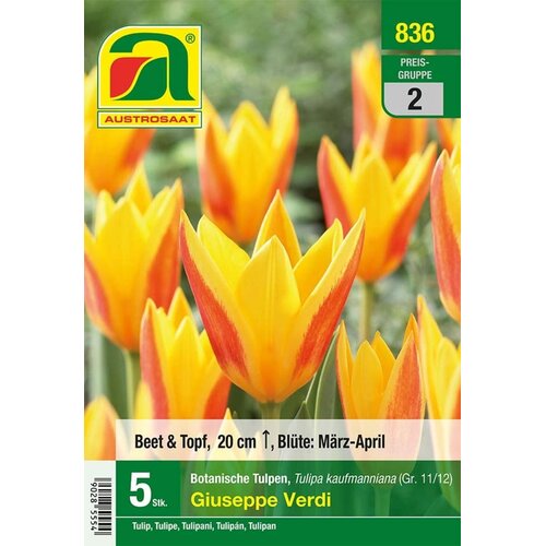  Botanični tulipani Giuseppe Verdi - 5 čebul. Cene