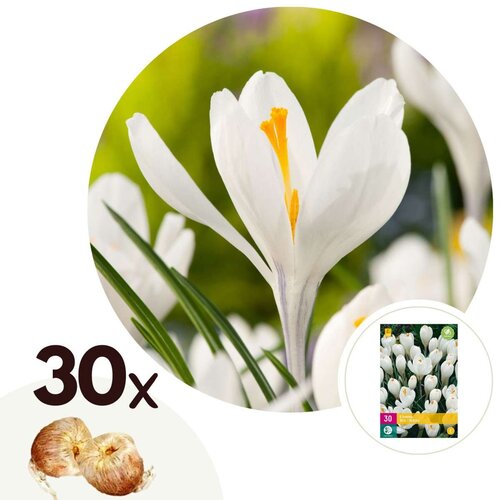 Plant in a Box Žafran - 30 kos - Crocus 'White' - Cvetne čebulice - Pamet, (21757009) Cene