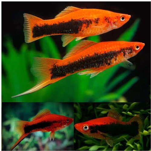 Akvarijum Centar Red tuxedo swordtail Cene