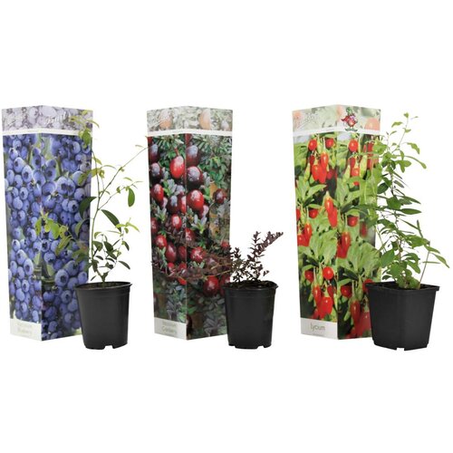 Plant in a Box mešanica super sadja - 3 kos - actinidia, vaccinium - višina 25-40cm - ⌀9cm, (21757692) Cene
