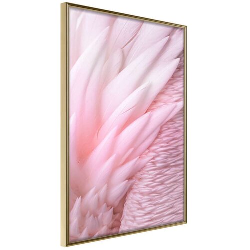  Poster - Pink Feathers 40x60 Slike