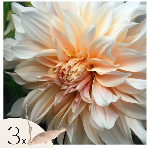 Plant in a Box korenine dalije - 3 kos - dahlia 'cafe au lait' - cvetne čebulice, (21757505) Cene
