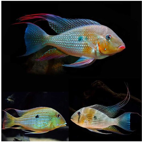 Akvarijum Centar Heckelii threadfin acara Cene