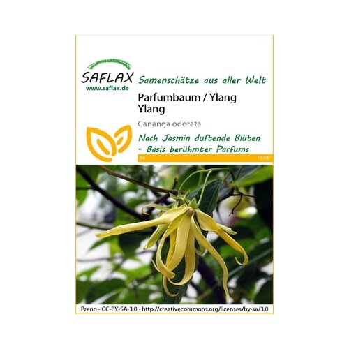 Saflax Drevo cananga / Ylang Ylang Cene