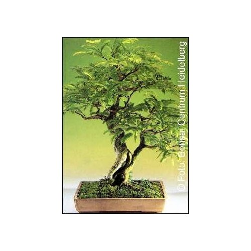 TROPICA Tamarind Cene