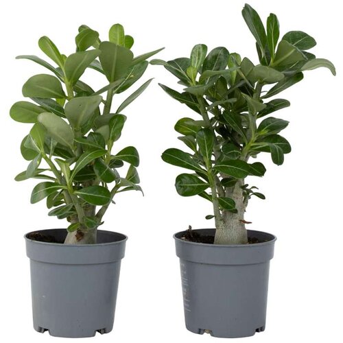 Plant in a Box tolsti adenij - 2 kos - adenium obesum - višina 25-40cm - ⌀10,5cm, (21758141) Cene
