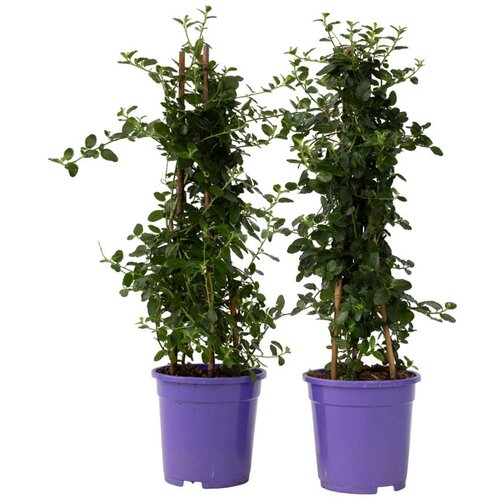 Ceanothus Thyrsiflorus 'Repens' * - Arbustes - Les Racines Du Vent