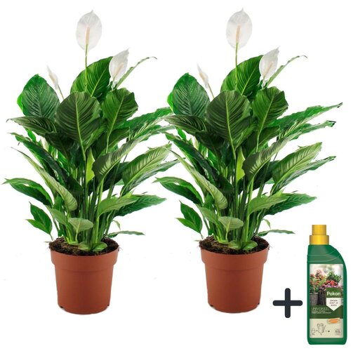 Plant in a Box spatifil - 2 kos - spathiphyllum 'lima' - višina 60-75cm - ⌀17cm, (21757930) Cene