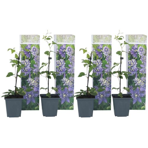 Plant in a Box srobot - 4 kos - clematis hybrid &amp;#039;taiga&amp;#039; - vi&amp;scaron;ina 25-40cm - ⌀9cm, (21757461) Slike
